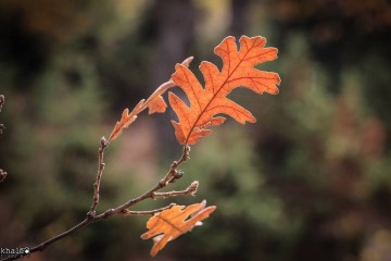 Forest of Iron oak, Akkar غابة العذر - LebanonUntravelled.com