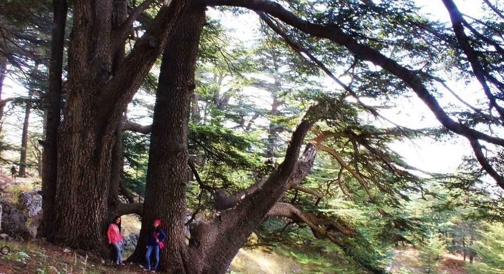 Image result for Giant Tree Cedar of Lebanon
